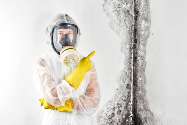 Best Emergency Mold Remediation in USA